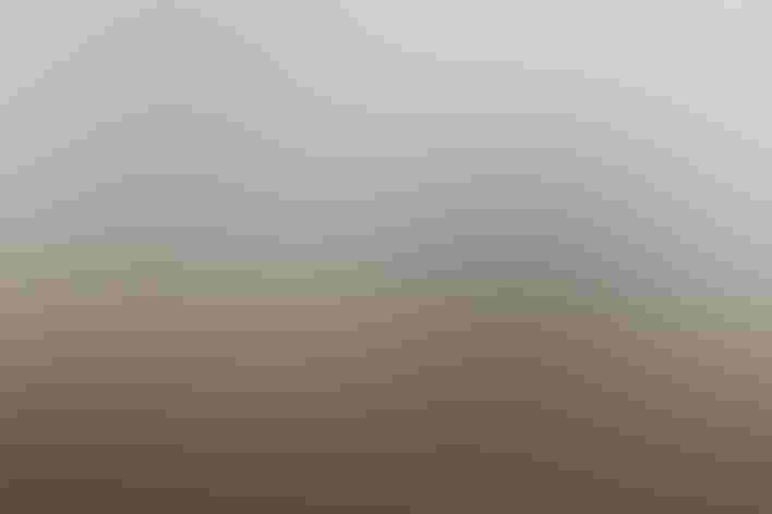 Breeding adults. Foto: Byron Chin/Audubon Photography Awards