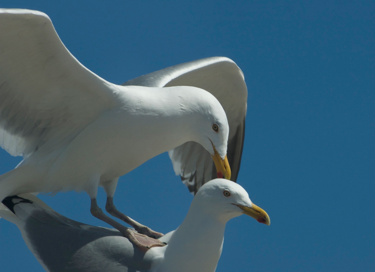 American Herring Gull Audubon Field Guide American Herring Gull Audubon Field Guide