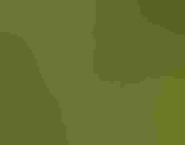 Breeding adult male. Photo: Jessica Flundra/Audubon Photography Awards