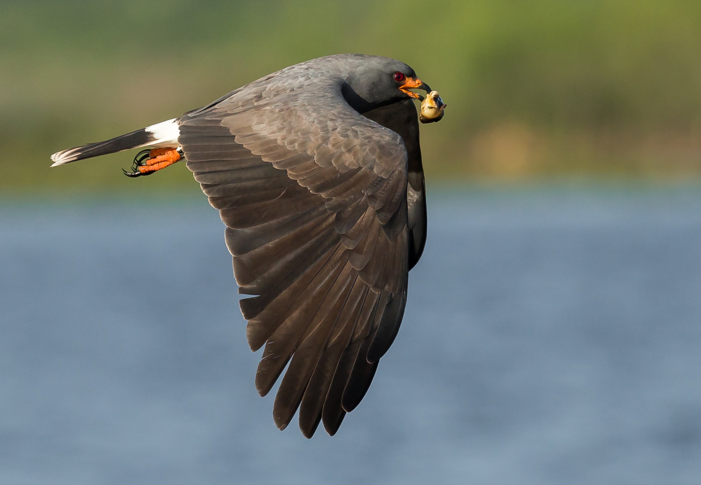 Snail Kite Food At Philip Mayers Blog