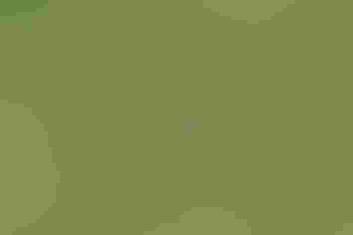 Breeding adult male. Photo: Rachel Richardson/Audubon Photography Awards