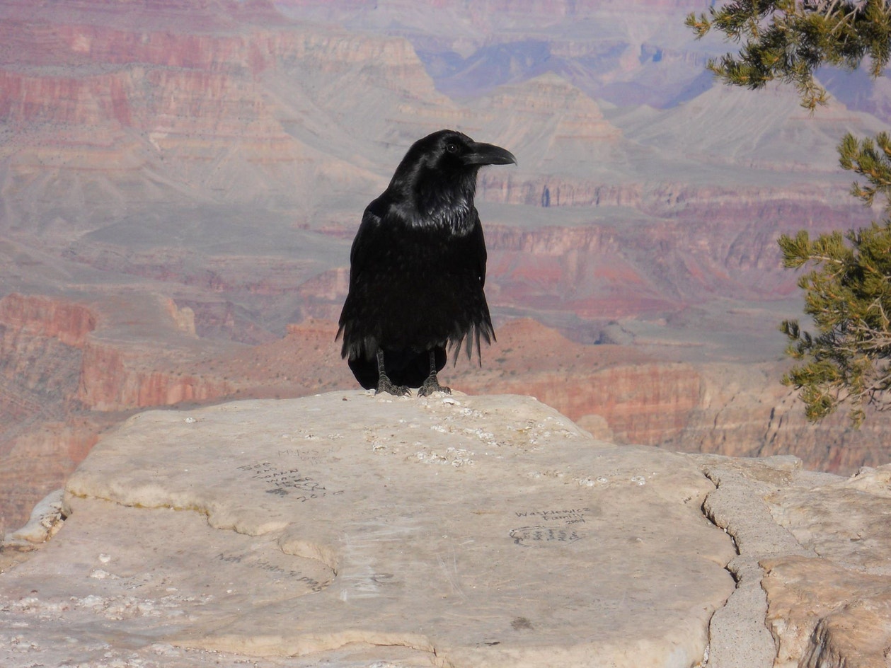 Common Raven | Audubon Field Guide