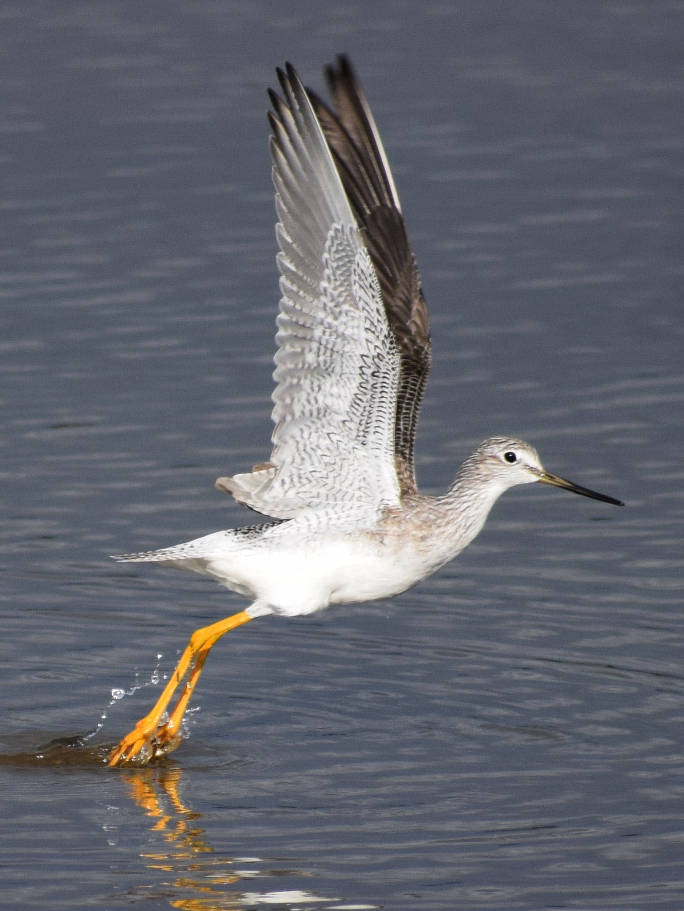 Greater Yellowlegs | Audubon Field Guide