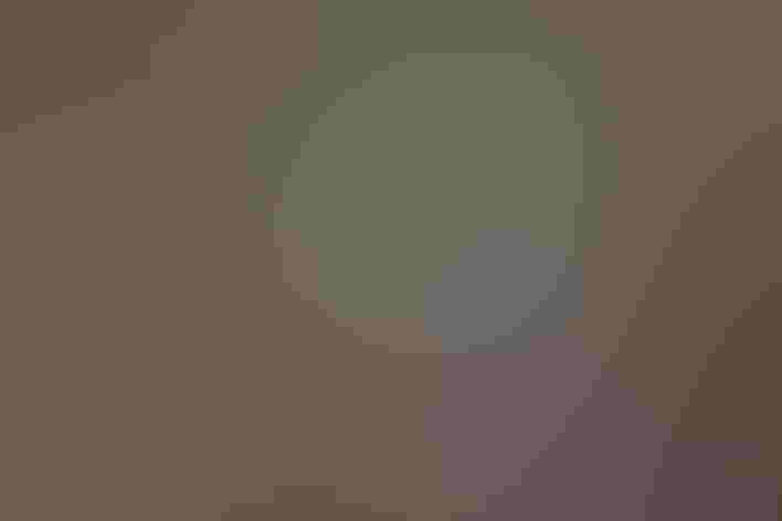 Breeding adult male. Photo: Ann Pacheco/³Ô¹ÏºÚÁÏ Photography Awards