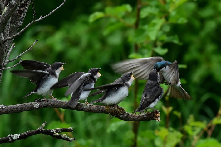Tree Swallow Size Tree Swallow | Audubon Field Guide