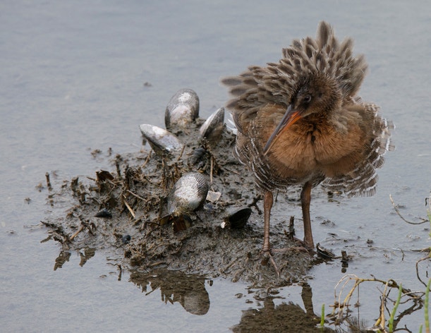 Ridgeway Rabbit Ridgway's Rail | Audubon Field Guide