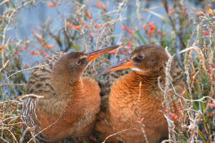 Ridgeway Rabbit Ridgway's Rail | Audubon Field Guide