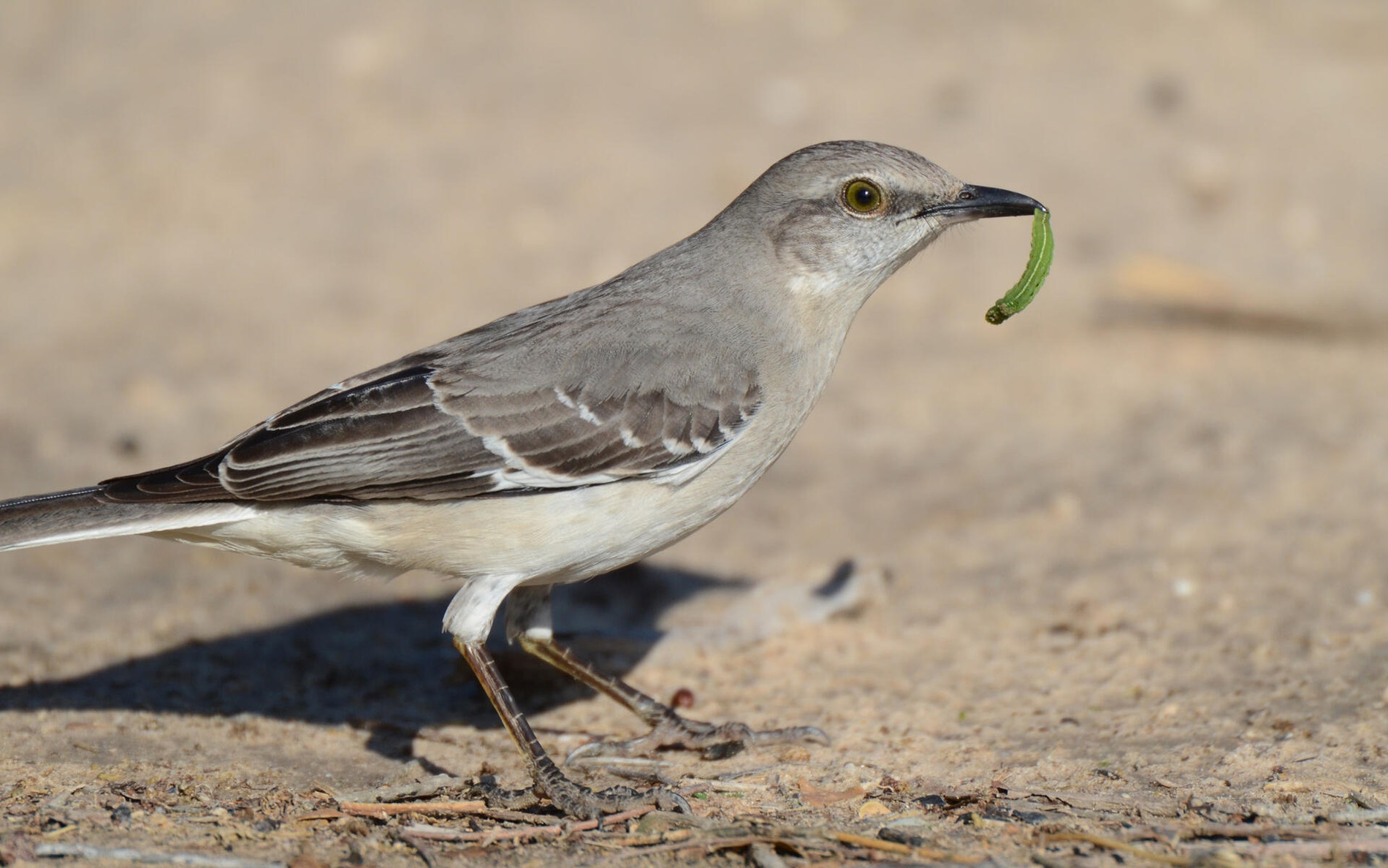 Northern Mockingbird | Audubon Field Guide