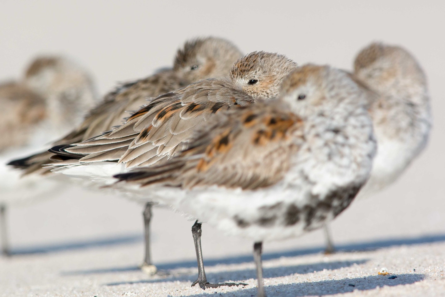 Dunlin Identification Dunlin | Audubon Field Guide