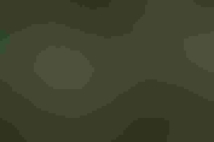 Adult and downy young. Photo: Joshua Gonzalez/Audubon Photography Awards