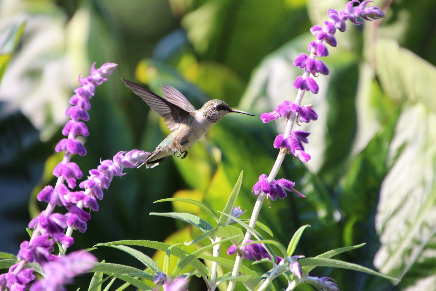 Hummingbird Field Guide Ruby-throated Hummingbird | Audubon Field Guide