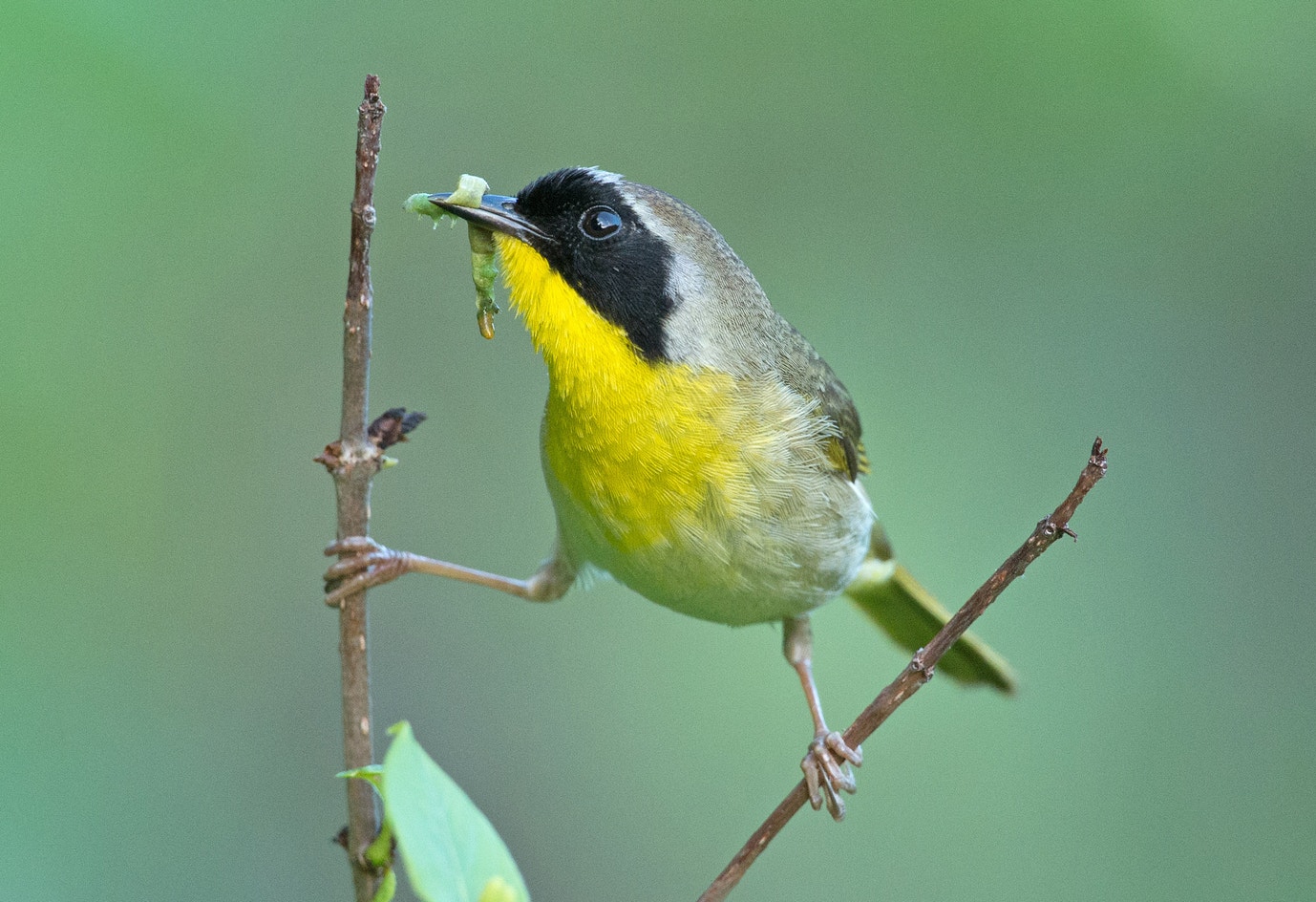 Common Yellowthroat | Audubon Field Guide