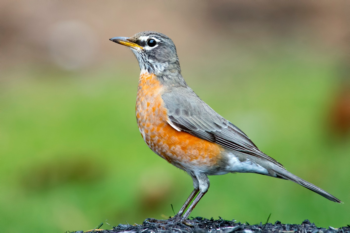 American Robin Audubon Field Guide american-robin-audubon-field-guide