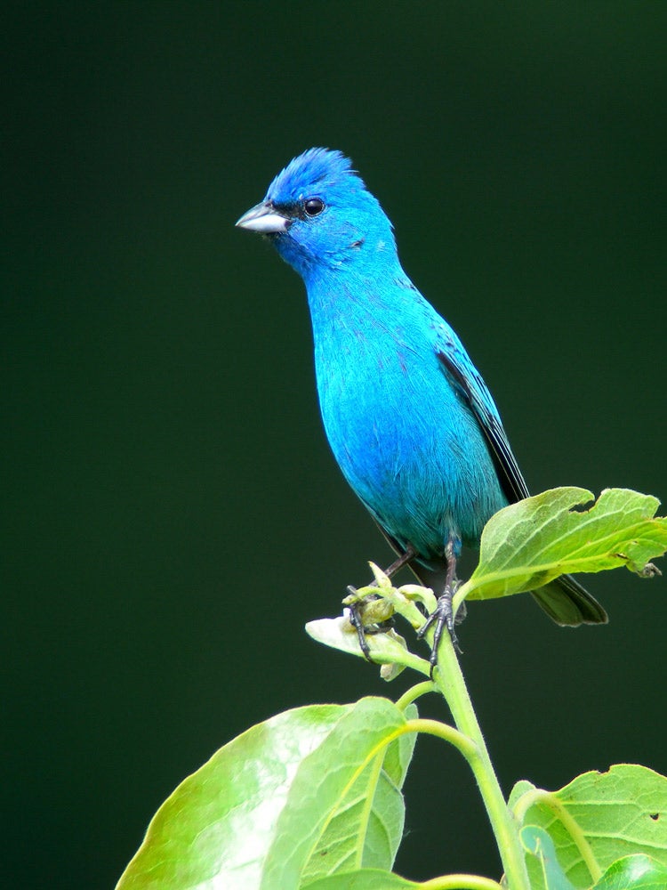 Indigo Indigo