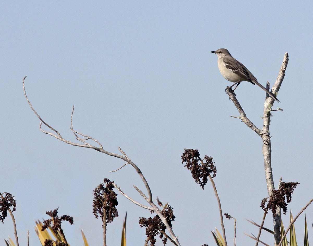 Northern Mockingbird | Audubon Field Guide