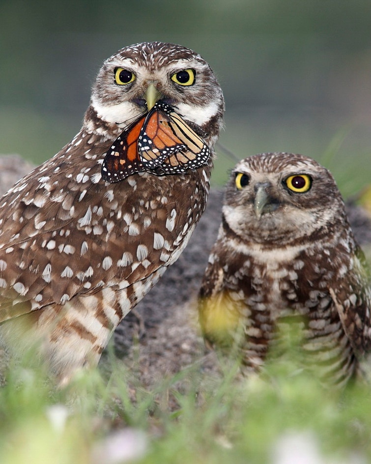 Burrowing Owl Audubon Field Guide Burrowing Owl Audubon Field Guide