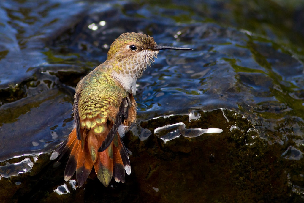 Rufous Hummingbird | Audubon Field Guide