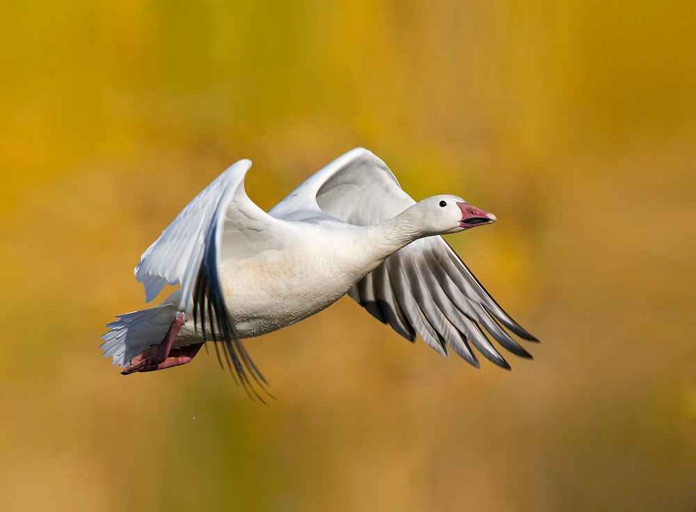 Snow Goose Reference Snow Goose | Audubon Field Guide