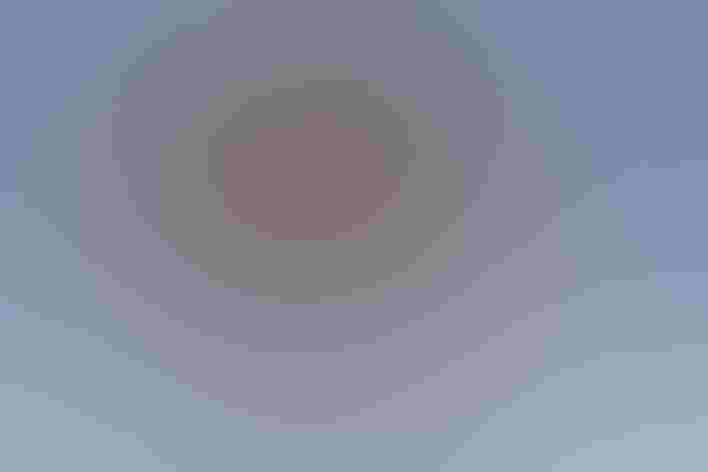 Adult and juvenile. Photo: David Moynahan/Audubon Photography Awards