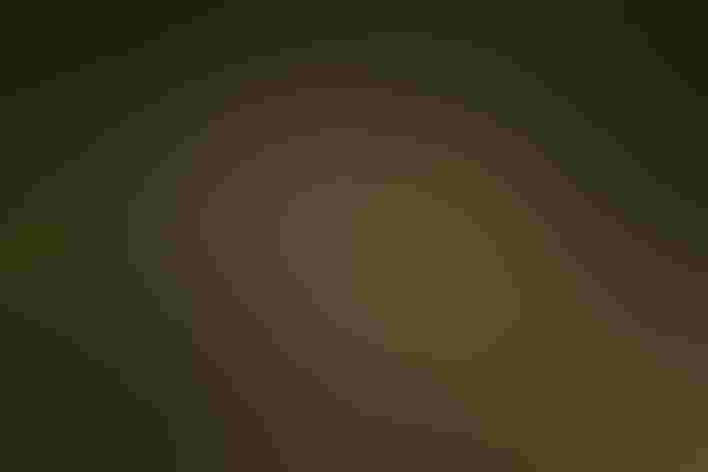 Adult. Photo: Greg Jowers/Audubon Photography Awards