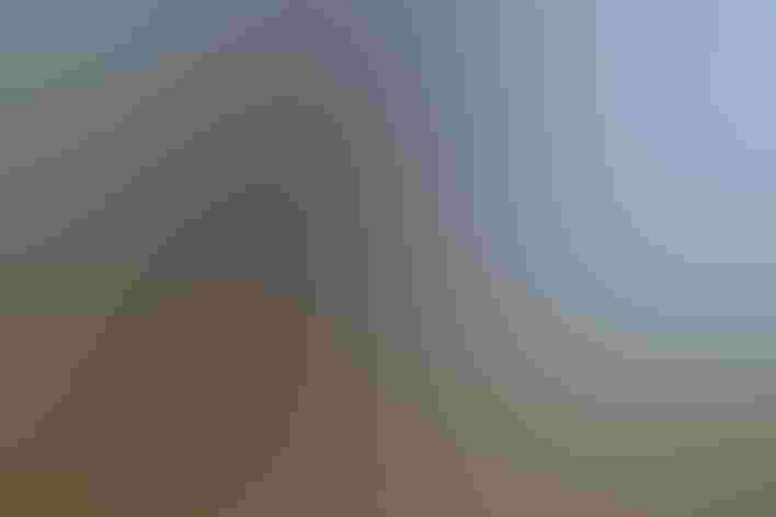 Adult. Photo: Joe Messina/Audubon Photography Awards