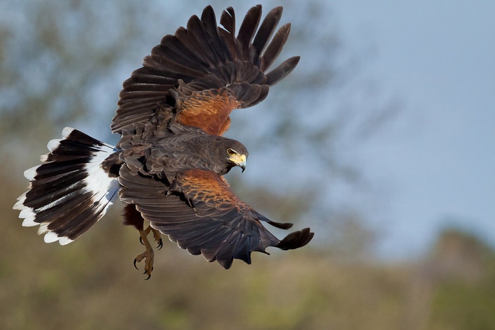 Harris s Hawk Audubon Field Guide harris-s-hawk-audubon-field-guide