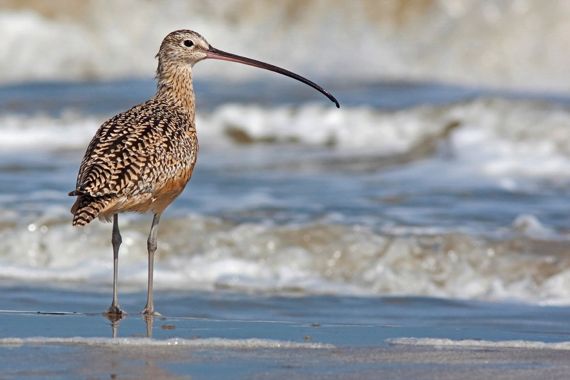 Long billed Curlew Audubon Field Guide long-billed-curlew-audubon-field-guide