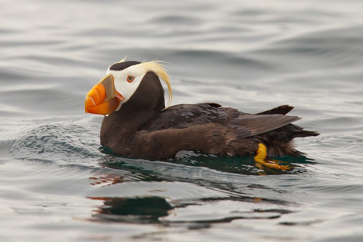 Tufted Puffin Audubon Field Guide tufted-puffin-audubon-field-guide
