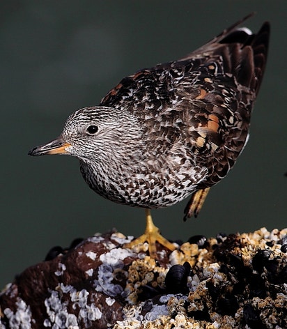 Surfbird Tea Surfbird | Audubon Field Guide