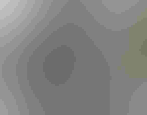 Downy young. Photo: Rebecca Holmes/Audubon Photography Awards