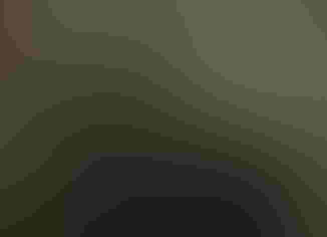 Adult. Photo: Edlynne Sillman/Audubon Photography Awards