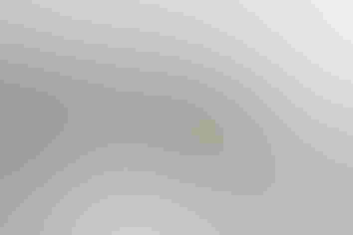 Adult female. Photo: Kim Berlyroush/Audubon Photography Awards