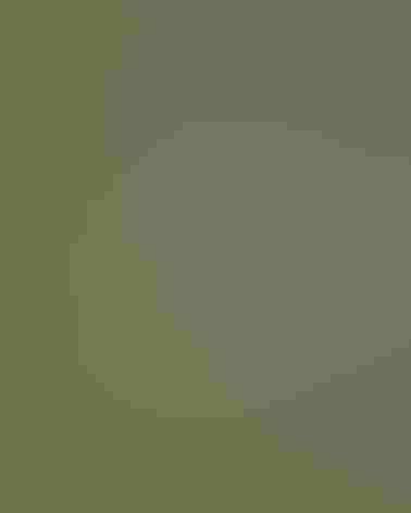 Breeding adult male. Photo: Peter Knoot/Audubon Photography Awards