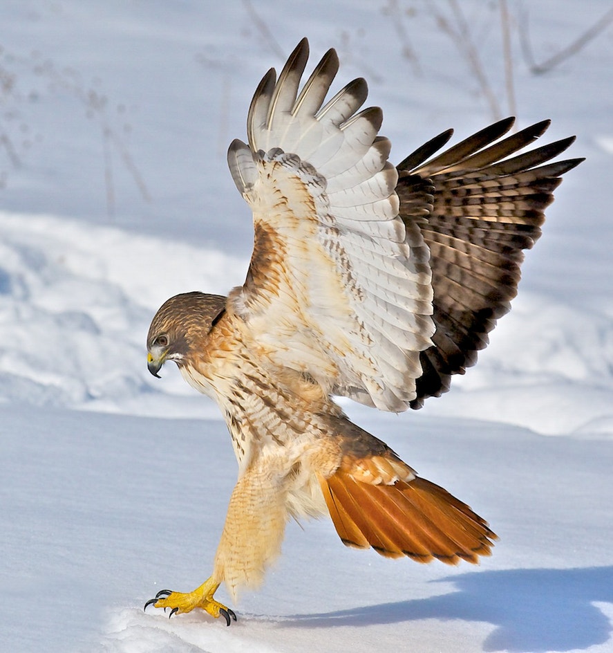 Geide Hawk Red-tailed Hawk | Audubon Field Guide