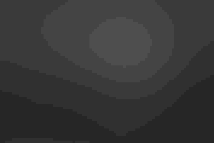 Breeding adults. Foto: Susan Dimock/Audubon Photography Awards