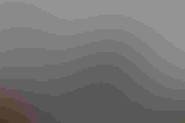 Breeding adult males and adult female. Photo: Kai Reed/³Ô¹ÏºÚÁÏ Photography Awards