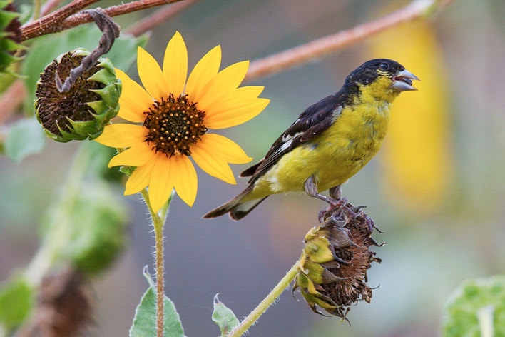 Lesser Goldfinch | Audubon Field Guide
