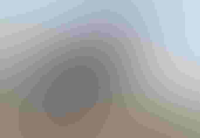 Breeding adult. Photo: Paul Kusmin/Audubon Photography Awards