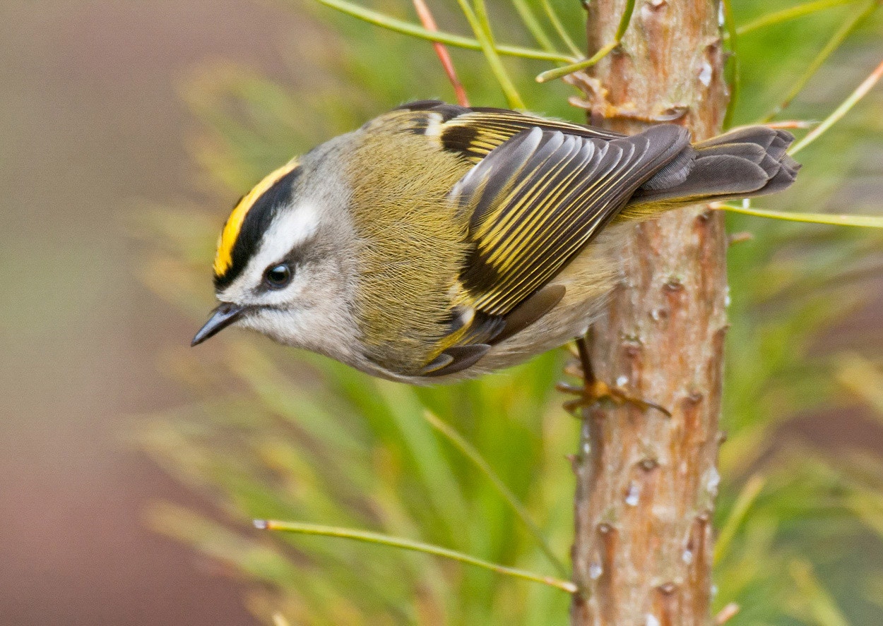 Eastern King Let Golden-crowned Kinglet | Audubon Field Guide