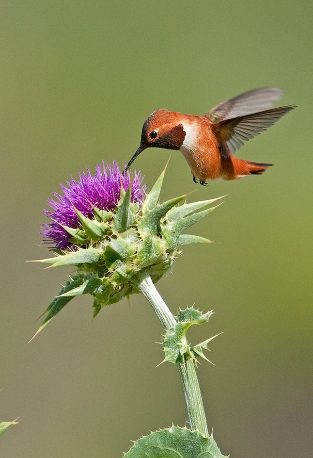 Rufous Hummingbird | Audubon Field Guide