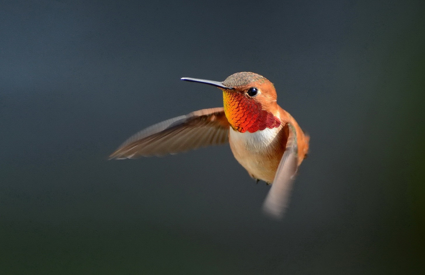 Rufous Hummingbird | Audubon Field Guide