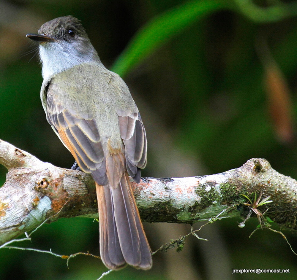 Duskycapped Flycatcher 探花精选 Field Guide