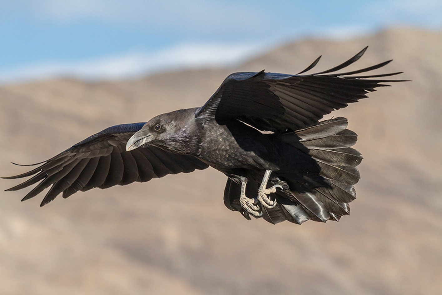 Common Raven | Audubon Field Guide