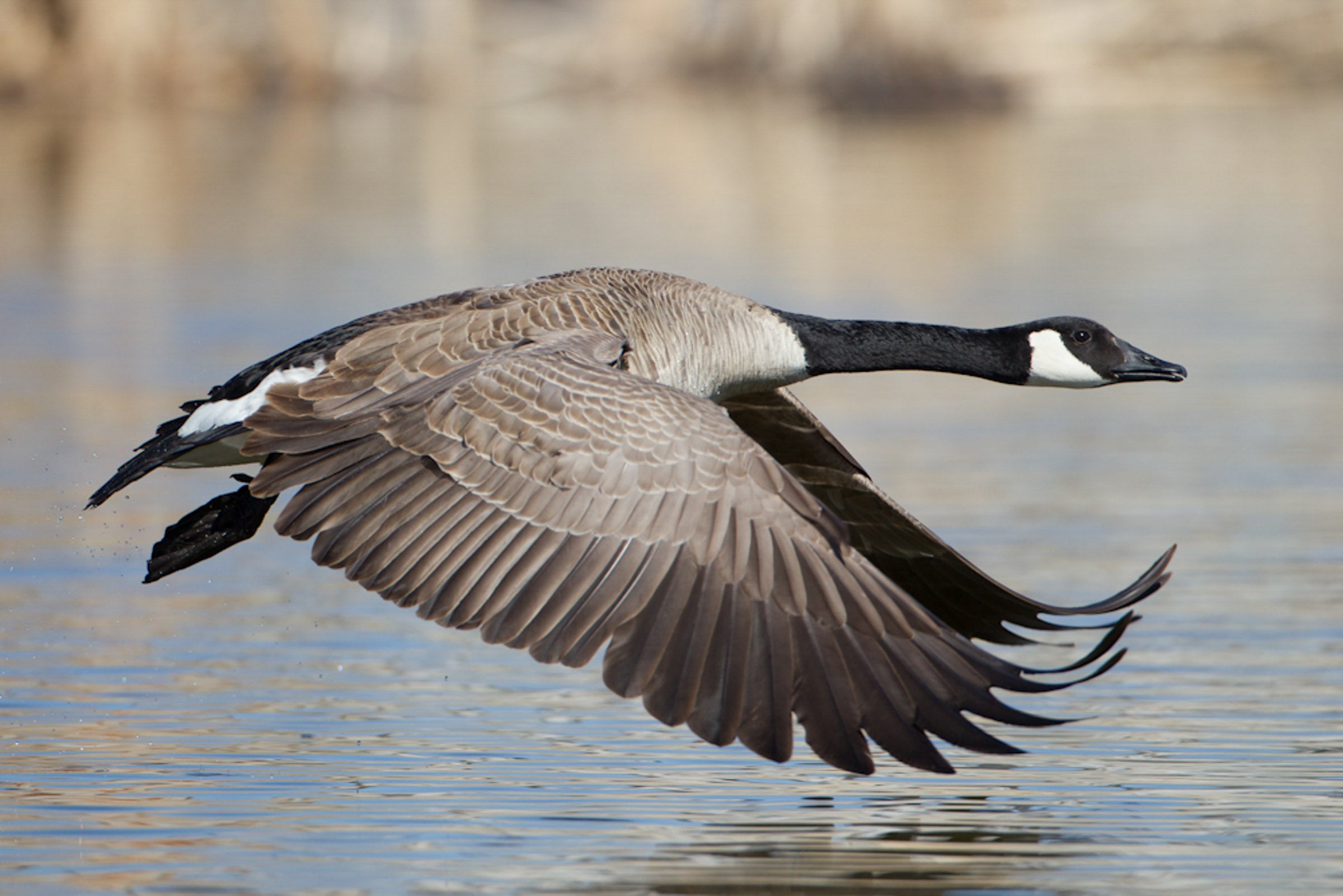Canada Goose Audubon Field Guide
