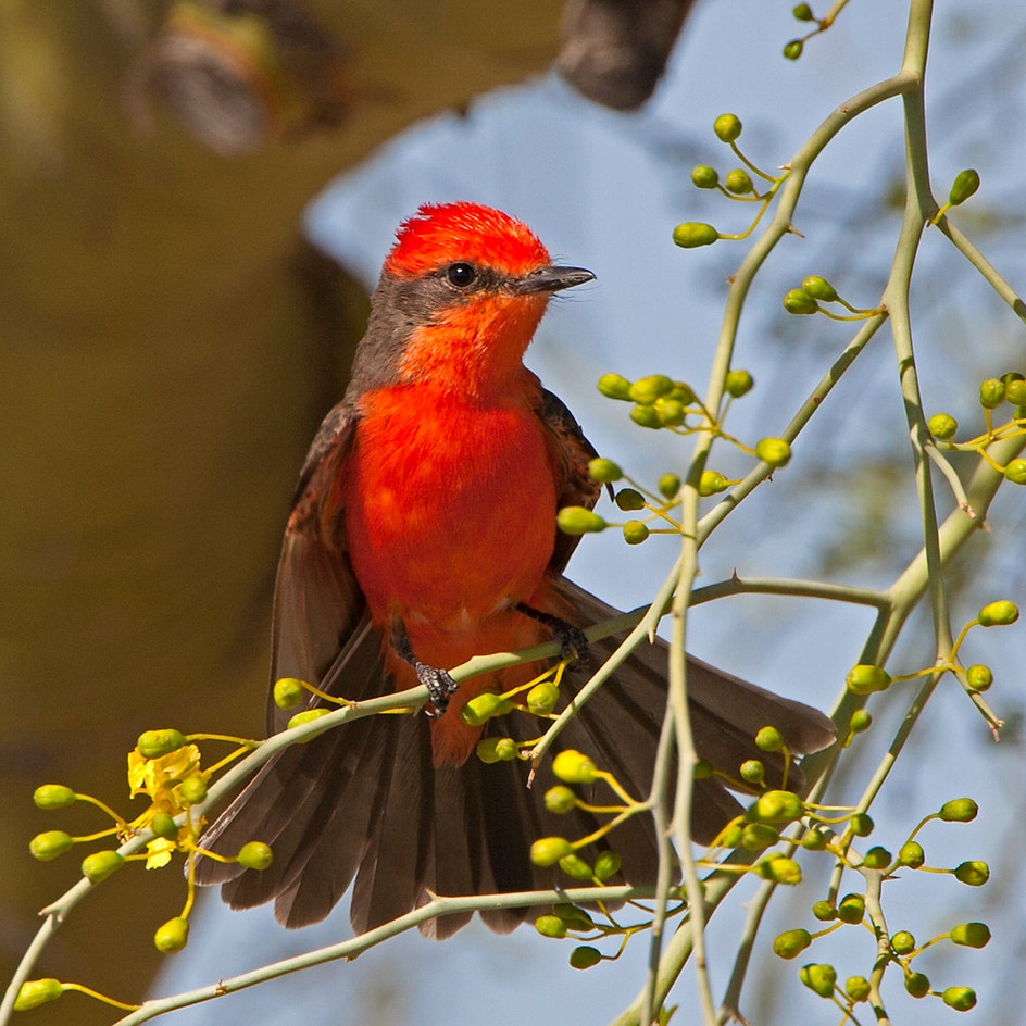 Papamoscas Cardenalito | Audubon Field Guide