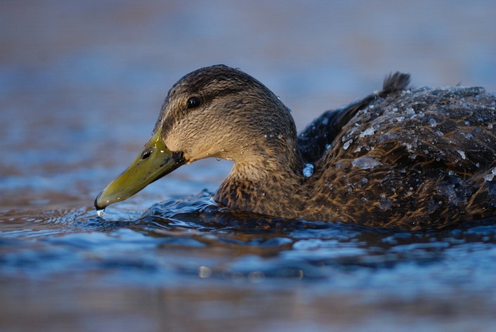 American Black Duck | Audubon Field Guide