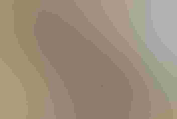 Adult. Photo: Barbara Baird/Audubon Photography Awards