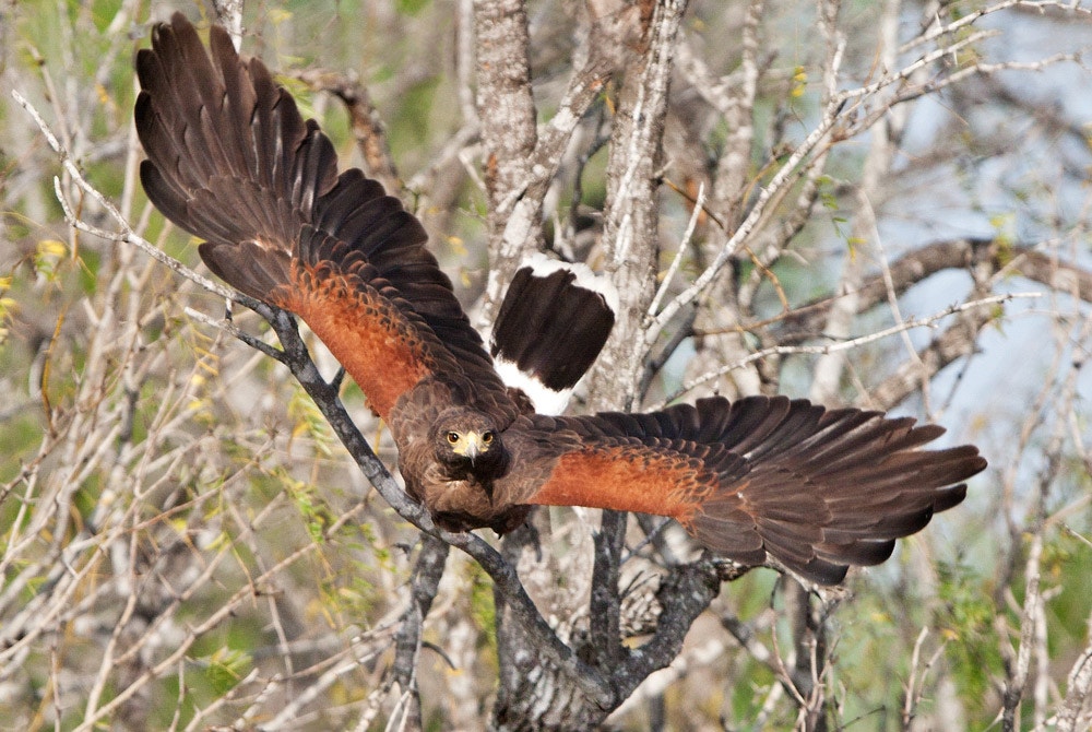 Harrison Hawk Ridge Harris's Hawk | Audubon Field Guide