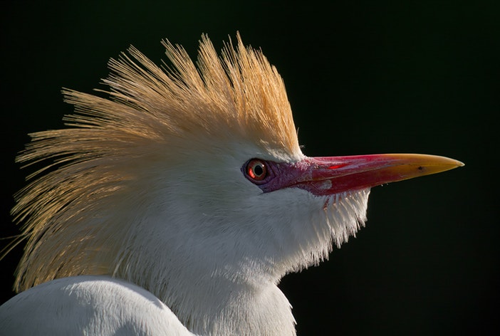 Tagak Western Cattle-Egret | Audubon Field Guide