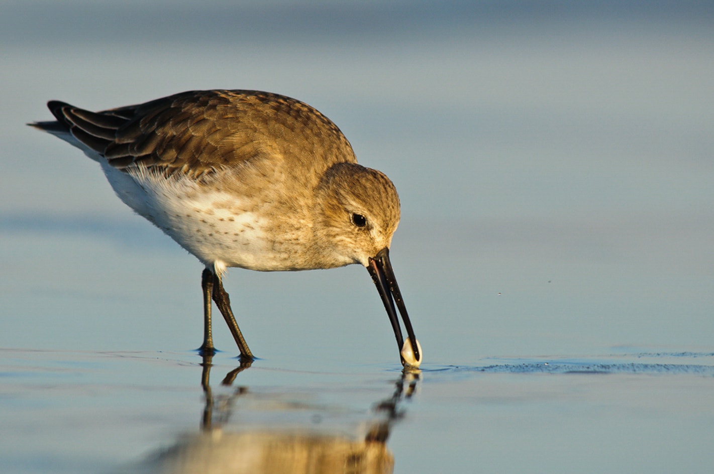 Dunlin Identification Dunlin | Audubon Field Guide